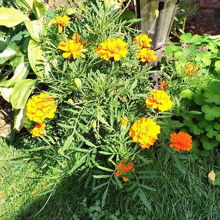 Un Deux Pieces Et Un Jardin A Villejuif Exteriör bild