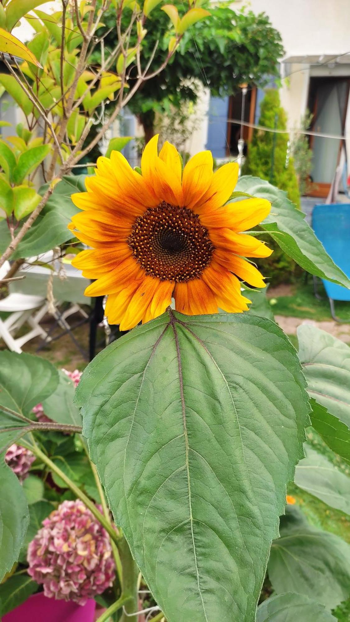 Un Deux Pieces Et Un Jardin A Villejuif Exteriör bild